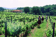 Italy-Tuscany-Seven Castles Ride in Chianti
